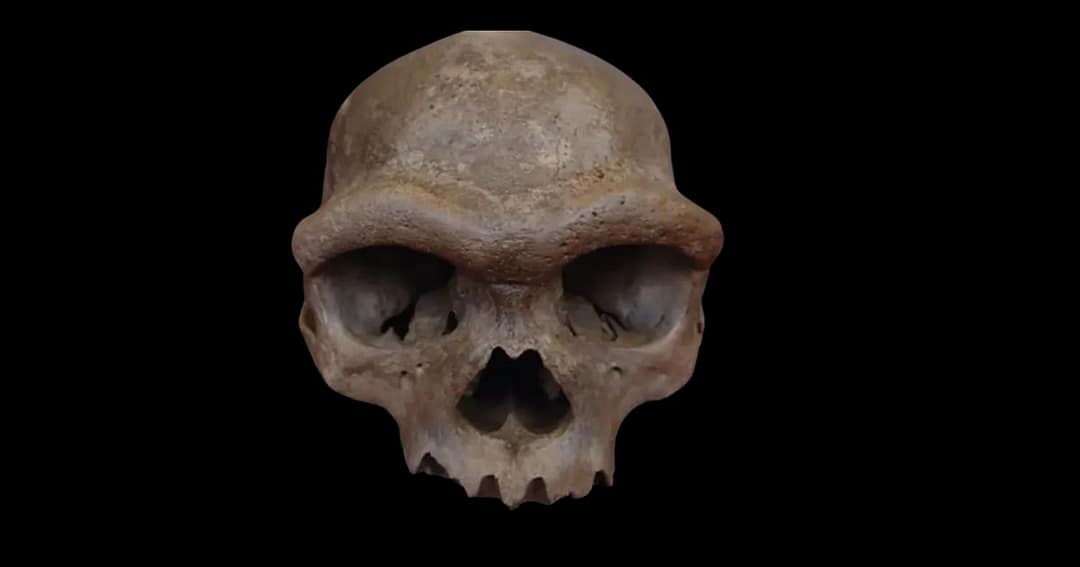 Dragon Man’ skull confirmed as Denisovan via DNA analysis. (Photo credit: Q. Fu et al., Cell, 2025)