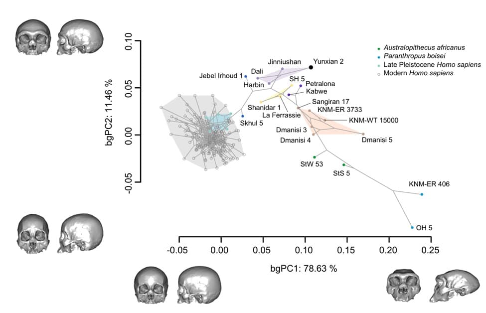 533 landmarks and semilandmarks for 179 fossils